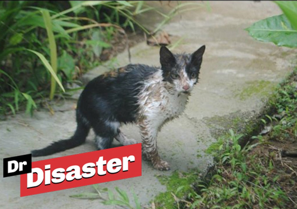 Un homme sauve un chat d'une attaque de boa / Dr Disaster