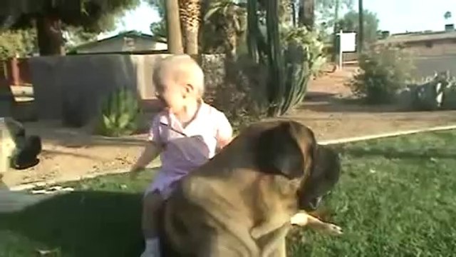Bebeğin köpek sevgisi, köpeğin anlayışı