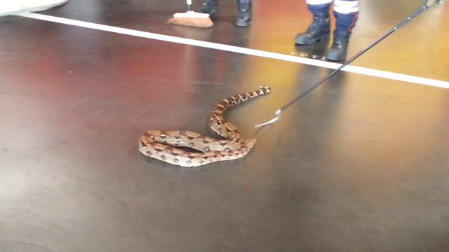 Un deuxième boa découvert à Bourg-de-Péage (Drôme)