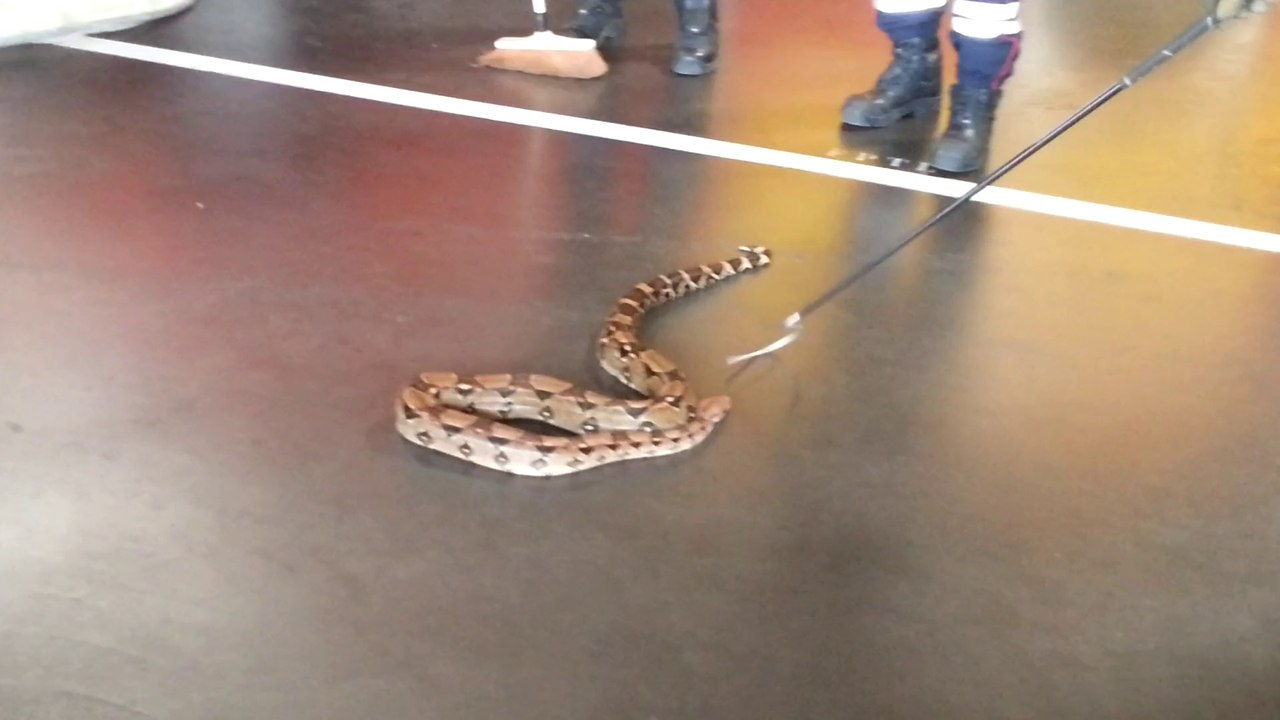 Un deuxième boa découvert à Bourg-de-Péage (Drôme)