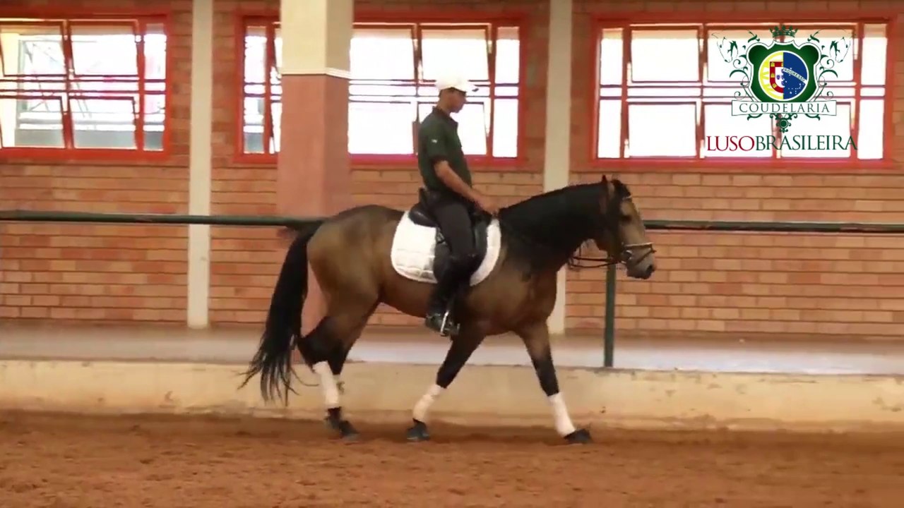 Cavalo Lusitano - Dom do Retiro - Coudelaria Luso Brasileira