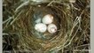 How One Mama Bird Password-Protects Her Nests