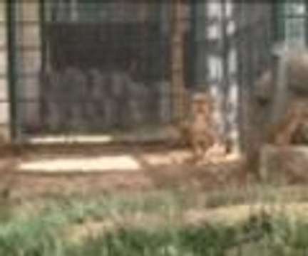 Aslan yavrularına anketle isim verildi