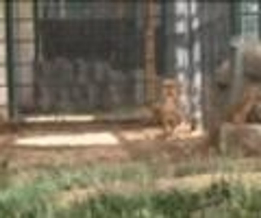 Aslan yavrularına anketle isim verildi