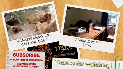 Best funny and cute - Dog videos compilation 2014