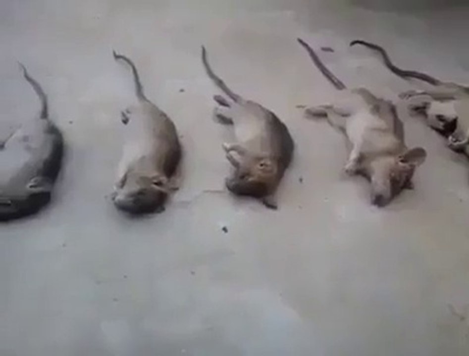 Ehna Hanjuan Da ki Kariye with funny video