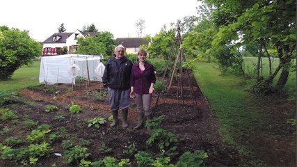 Culture des pommes de terre