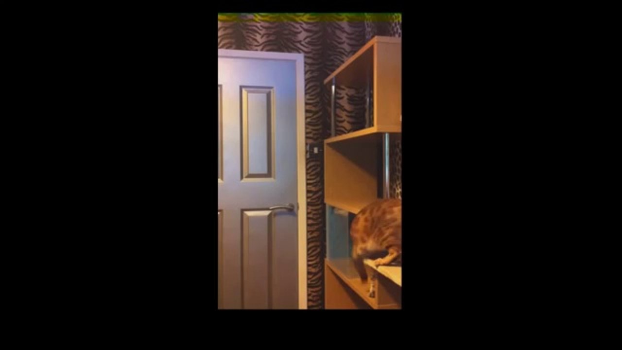 Funny Cats Video - Funny Videos 2014
