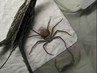 spider playing in white powder