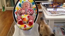 Funny dogs and babies talking - Cute dog & baby compilation