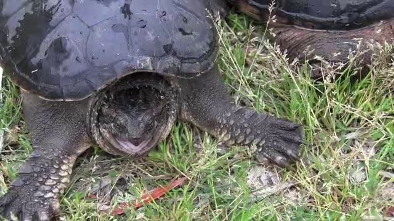 危険生物 探検隊 恐怖のスタンド使い 説明おじさん Danger! Snapping turtle