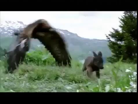 La Jeune fille et les loups (2007)