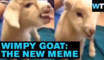 Wimpy Goat Brings the Goat Remix Meme Back! | What’s Trending Now