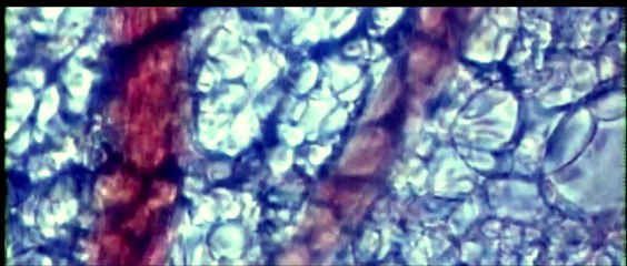 Manav Astitwa by X-Mantra [Exclusive World Premiere] (Official Nepali Metal Music Video HQ)