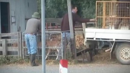 What does Easter mean for bobby calves_ - Animals Australia