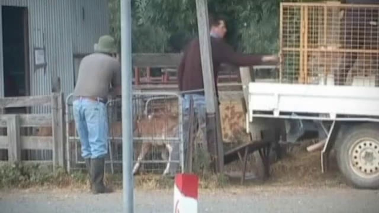 What does Easter mean for bobby calves_ - Animals Australia