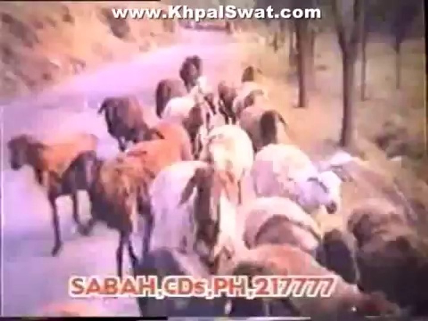 Pashto Old Songs - (Mussarat Shaheen & Asif Khan)