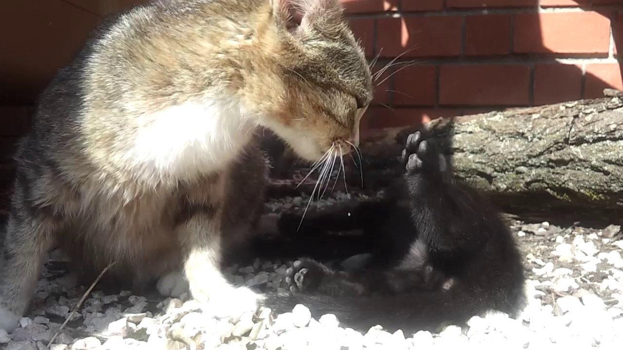 Petit chaton sauvage qui mange.