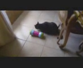 Doudou s'essaie au pipolino