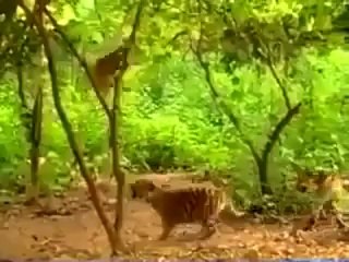 MAYMUN RESMEN KAPLANLARLA DALGA GEÇİYO...