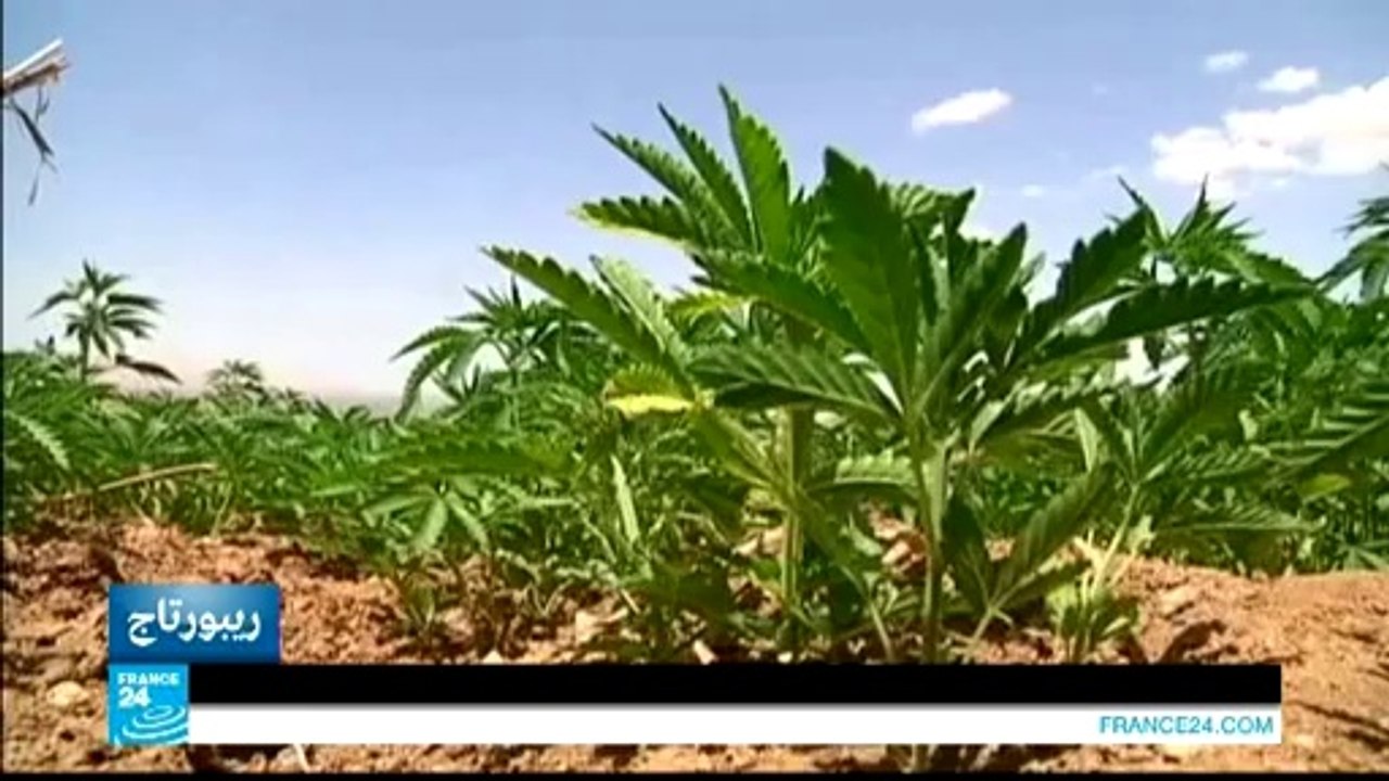 ريبورتاج - لبنان .. مطالبة بتشريع زراعة الحشيش!!