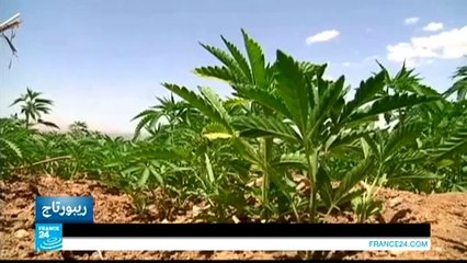ريبورتاج - لبنان .. مطالبة بتشريع زراعة الحشيش!!