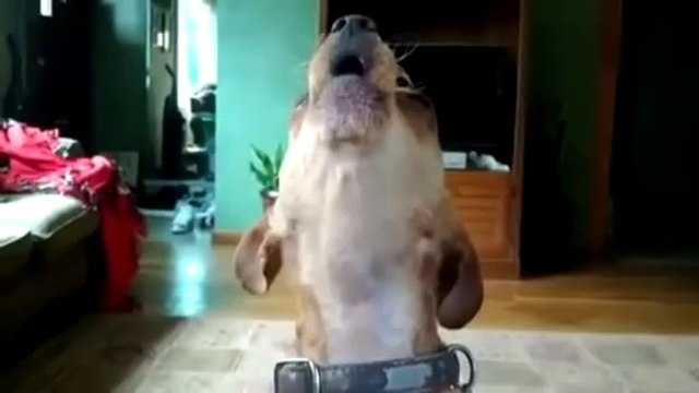 Dünyanın En Rahatsız Köpeği Bu Olsa Gerek