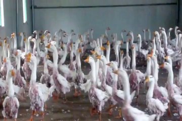 Si grumbullohen puplat e shpendëve që përdoren për jastëqe dhe jorgane