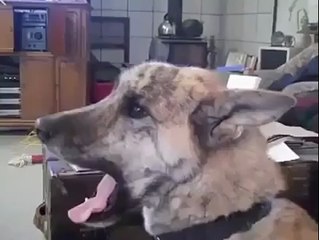 sahibiyle dertleşen köpek