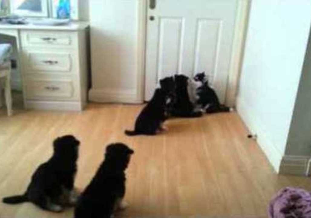 Puppies Howl for Mom to Come Back