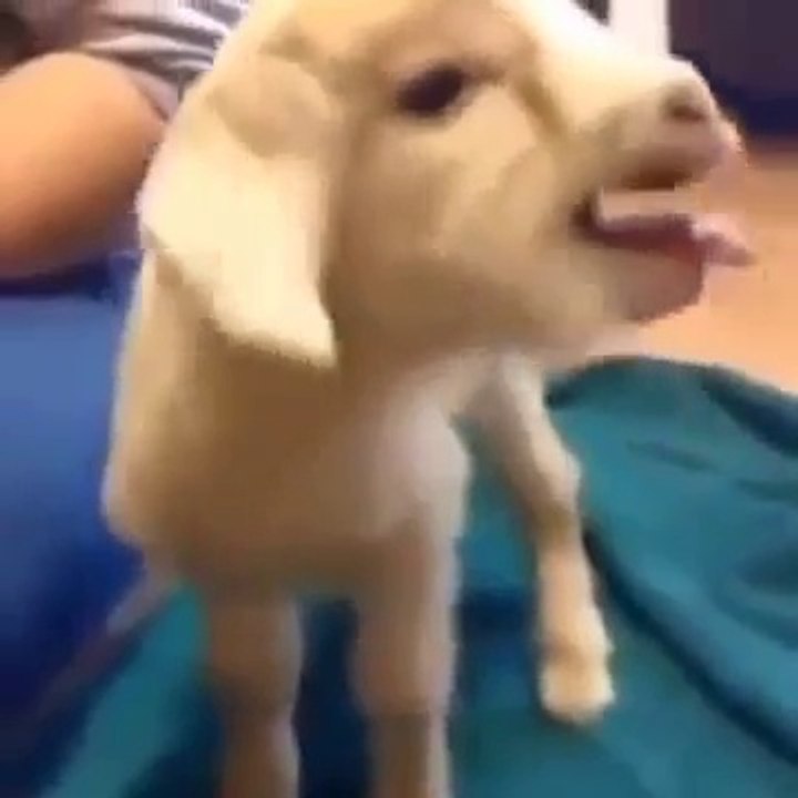 bébé chèvre trop marrante! Et surtout trop mignonne!