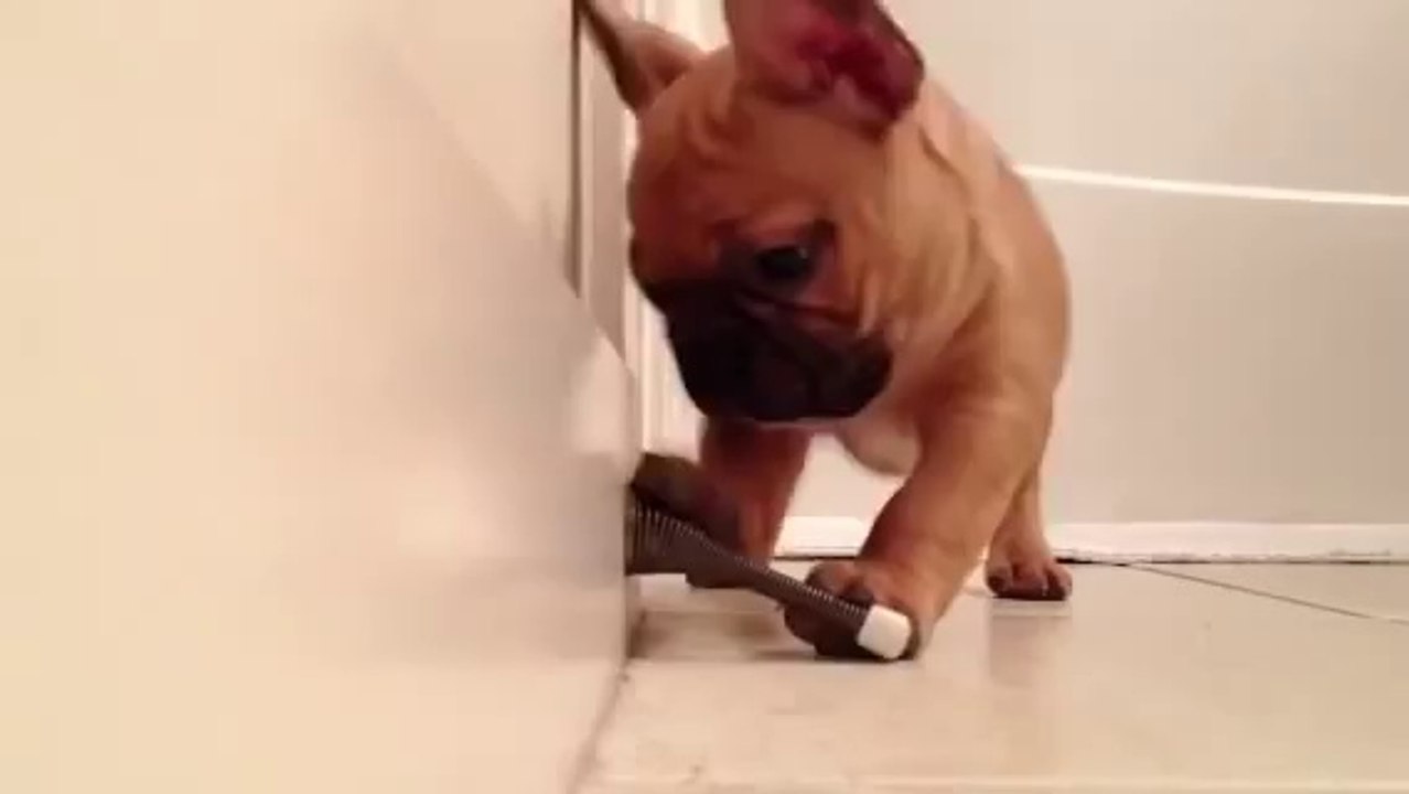 Adorable Bulldog Français découvre les stop-portes! Hilarant.