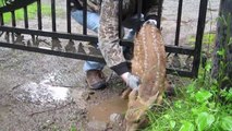 Man Saves Fawn Stuck In Fence