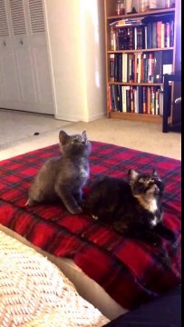 La danse des bébés chats : synchro à fond et trop mignon!