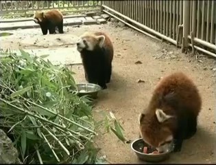 Trois pandas roux transférés dans un zoo de Taïwan