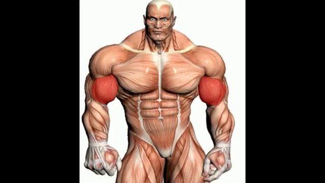 Best Muscle Building Supplements | Best Muscle Building Supplement
