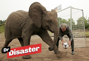 Une éléphante prédit les résultats de la coupe du monde / Dr Disaster
