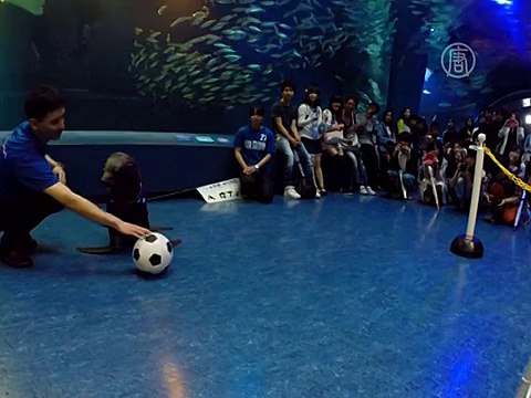 Морской котик-футболист появился в Токио