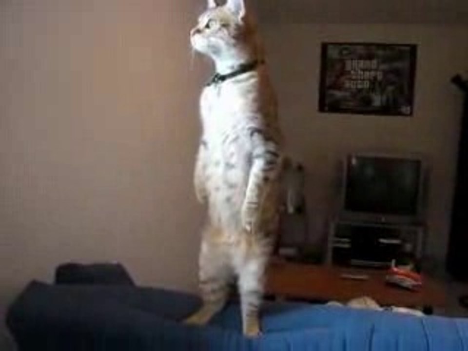 背筋を伸ばして仁王立ちする猫