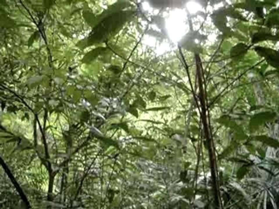 Tikal! Les singes hurleurs!