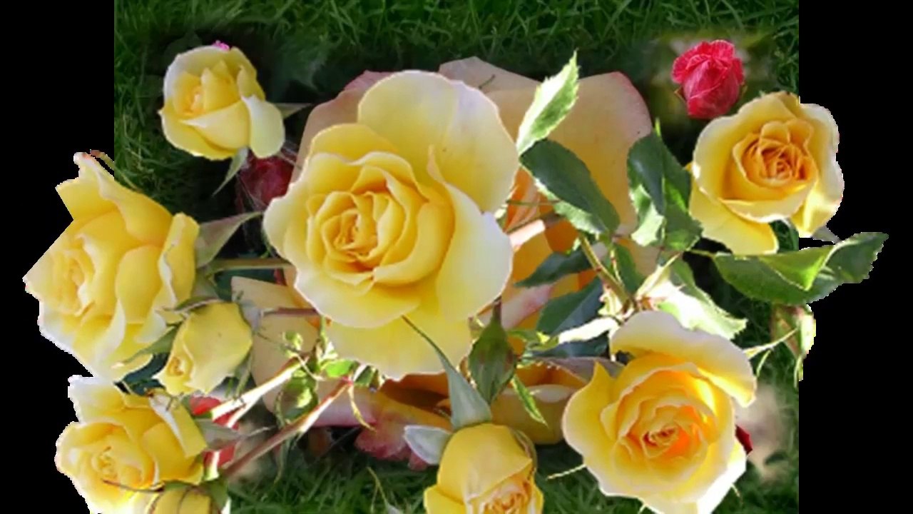 Yellow Roses... ...(music Michel Pepe)... ...