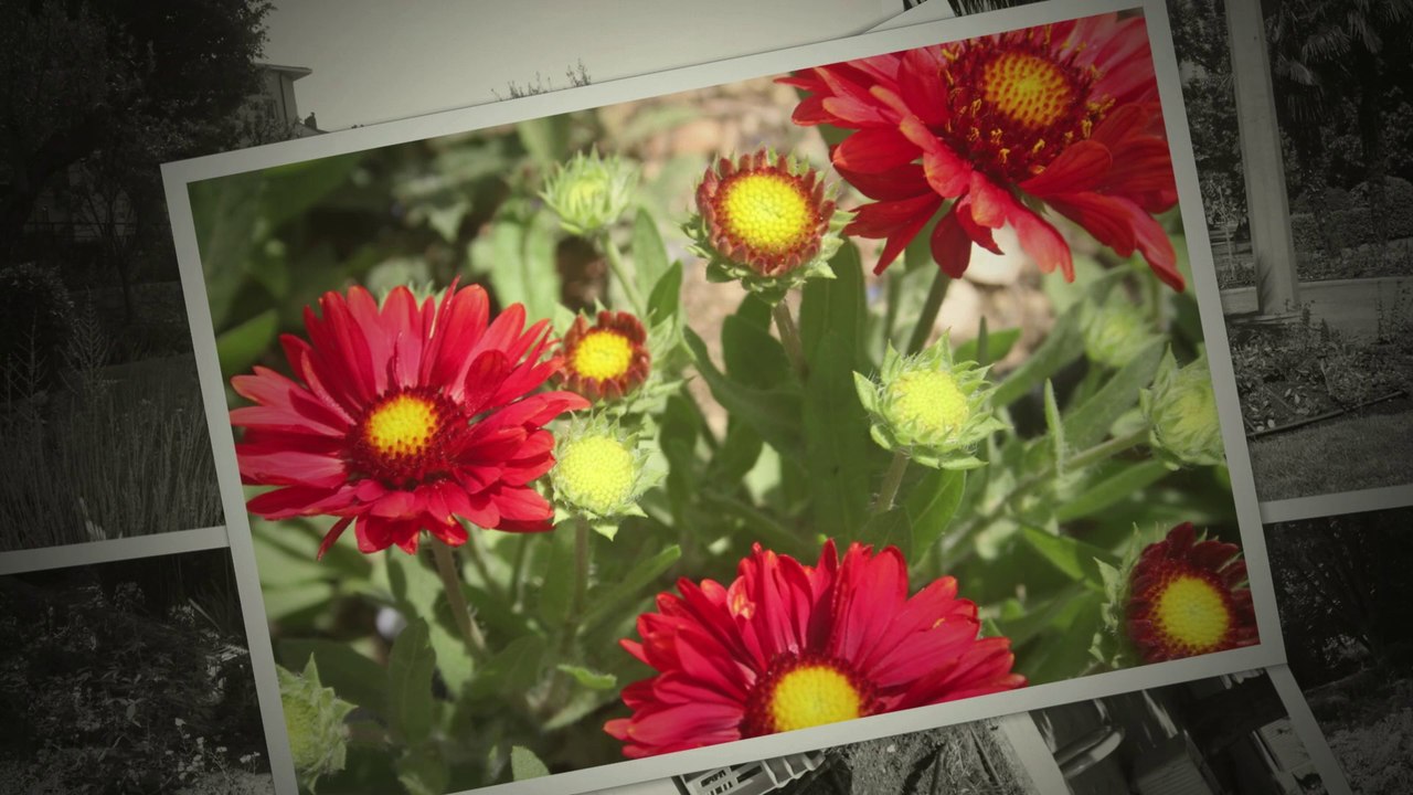 Montélimar ville fleurie