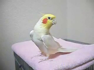 ゼルダの伝説を歌うオカメインコ