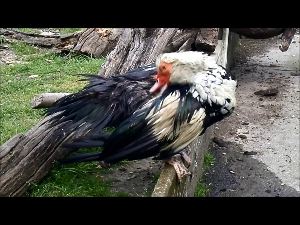 Piou-piou après le bain 2