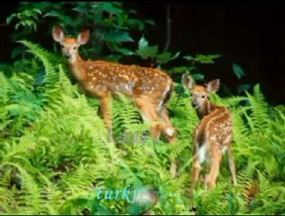 Maral Çıkmış Dağ Başına - Muzaffer ERTÜRK