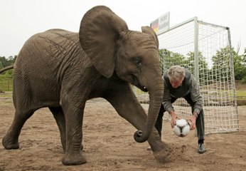 Mondial 2014 : Après Paul le Poulpe, voici Nelly l'éléphante ! - ZAPPING ACTU HEBDO DU 07/06/2014