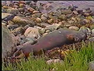アザラシの大量死