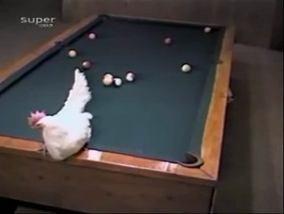 Bilardo ustası tavuk