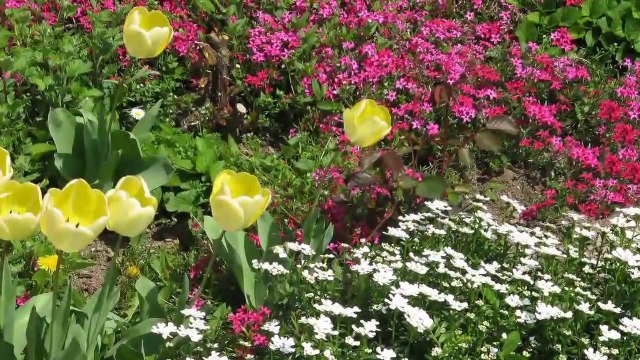 Ahmad Zahir - Bahar aamad - Majlisi احمد ظاهر - بهار آمد - محفلی