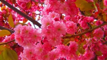 Ahmad zahir emshab shoda am mast